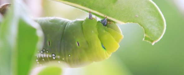 InsidePlants's tweet photo. https://t.co/pTL2f9Mq02 https://t.co/HirqDniWLX