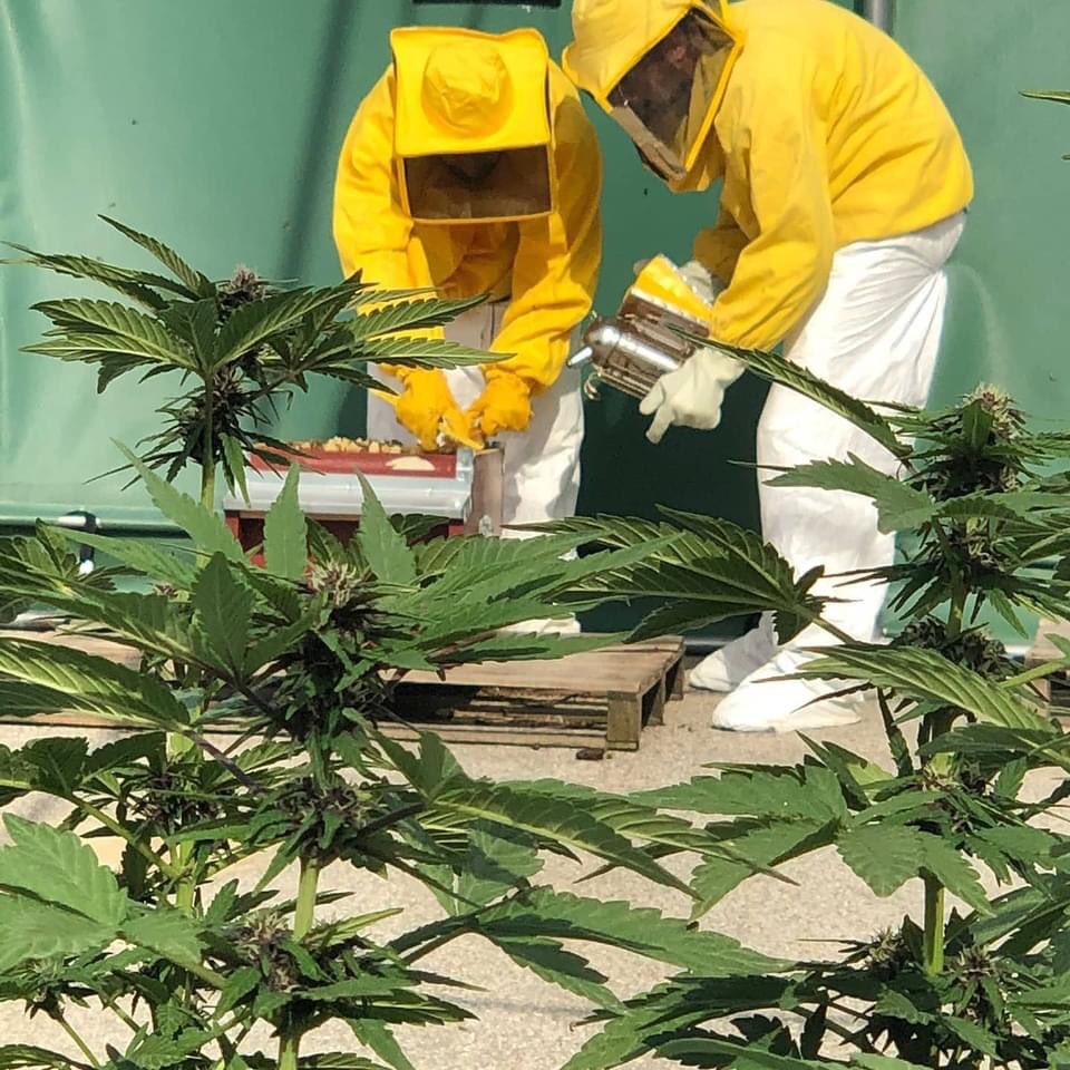 CanapadelSud's tweet photo. @CanapadelSud è #agricoltura #sostenibile #economiacircular #rivoluzioneverde #canapa
Segui le evoluzioni del progetto che ha riportato la produzione e la lavorazione della #CannabisLegale in #Campania https://t.co/s6MITH2Nxm