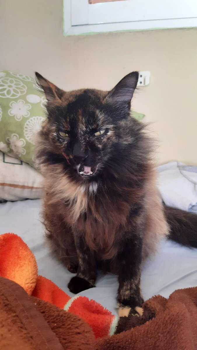 HuntrollNRS's tweet photo. Mi gata es GOD. https://t.co/0AfdubKTYy