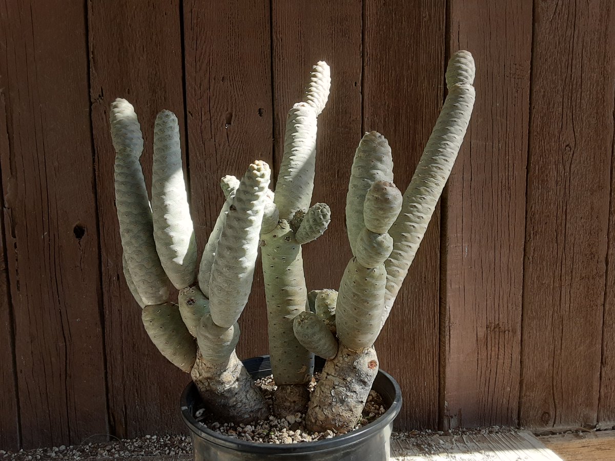 Tephrocactus articulatus inermis (Pine Cone Cactus) from JMDC's Granite Hill Nursery.
We are open to the public on Saturdays and Sundays from 9 a.m. to 3 p.m. and on weekdays, closed campus for schools and private events.

#JMDCManyDiscoveries #JMDCGraniteHillNursery