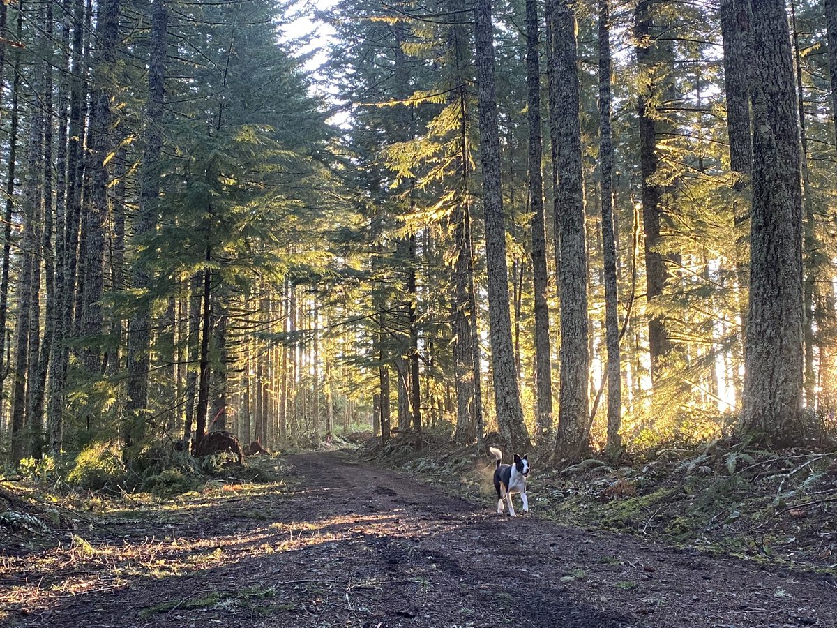 Escape the fog in the valley by visiting the forests. Raja was happy to stretch her legs among the rays of sunlight.
#forestry #forestdog #CORVALLISOREGON #fourleggedforester #HealthyForests