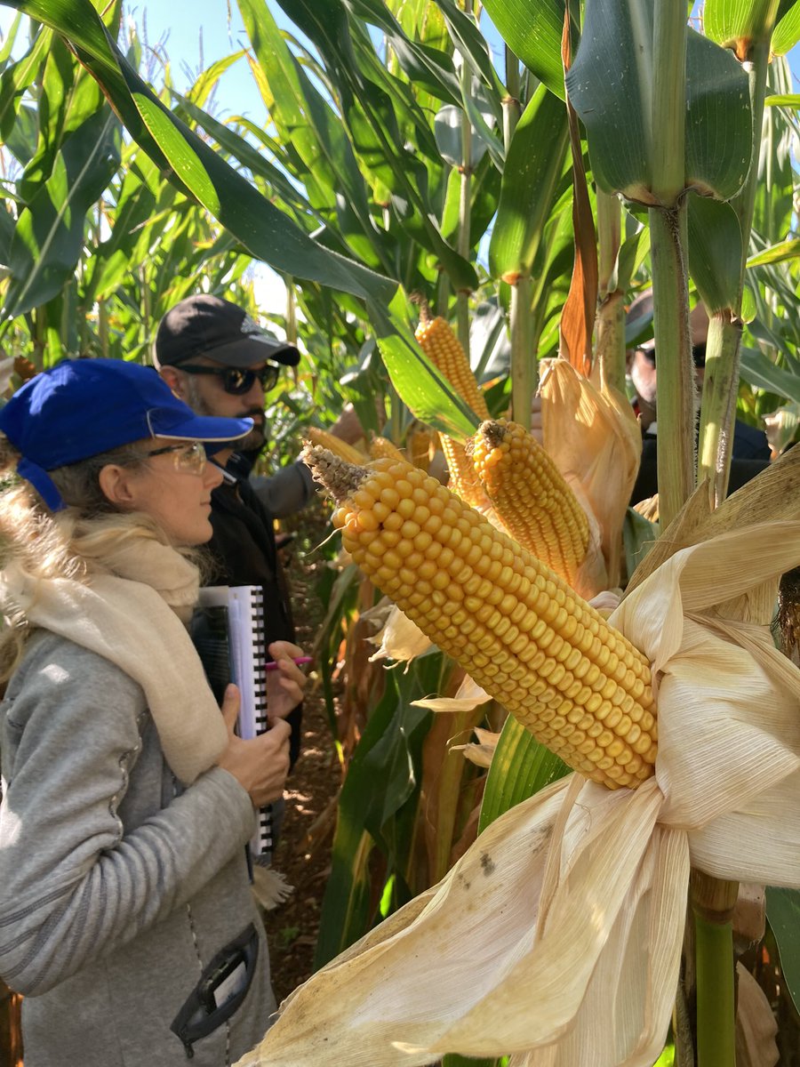 Avec <a href="/DEKALB_FR/">DEKALB-FieldView by Bayer France</a> on peut d’ores et déjà vous dire qu’on a des pépites pour les semis 2023 ! 
Dont un nouvel avion de chasse 🤩
#DKC4728 inscrit en un an 💥
Après #DKC5812 J’ai le droit d’avoir plusieurs chouchous ?? 😇😄
Stay tuned 😎🌽
varmais.fr/variete/variet…