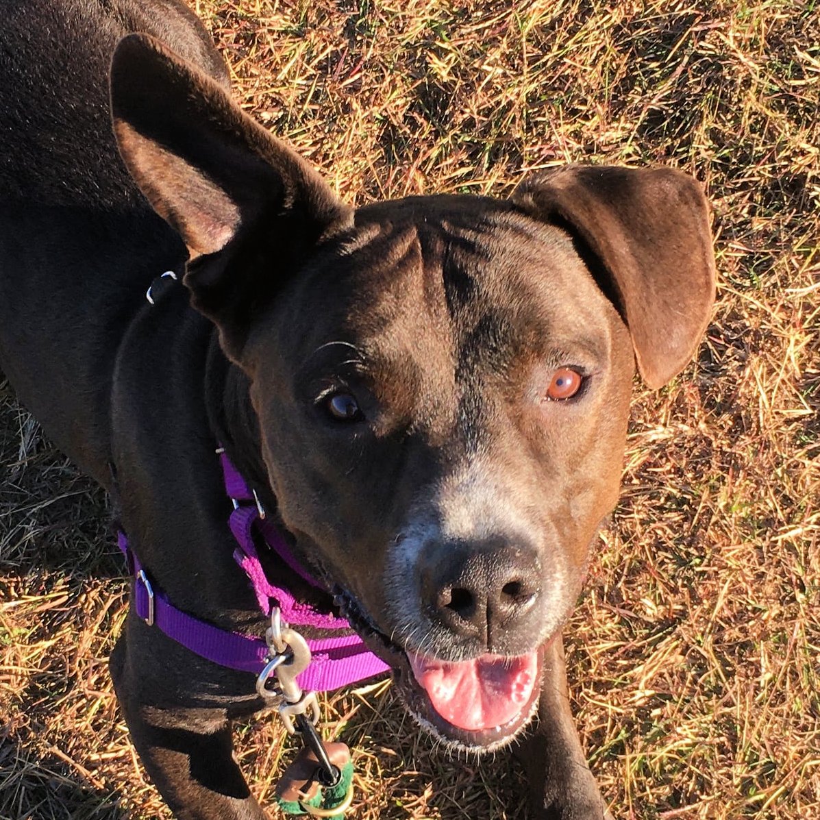 wilcopets's tweet image. Can y&apos;all guess why Buddy makes the Hokey Pokey play in our heads?

#AdoptBuddy. That&apos;s what it&apos;s all about. 

He has an #AdoptionAngel. Email adoption@wilco.org to meet him.