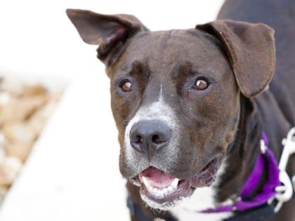 wilcopets's tweet image. Can y&apos;all guess why Buddy makes the Hokey Pokey play in our heads?

#AdoptBuddy. That&apos;s what it&apos;s all about. 

He has an #AdoptionAngel. Email adoption@wilco.org to meet him.