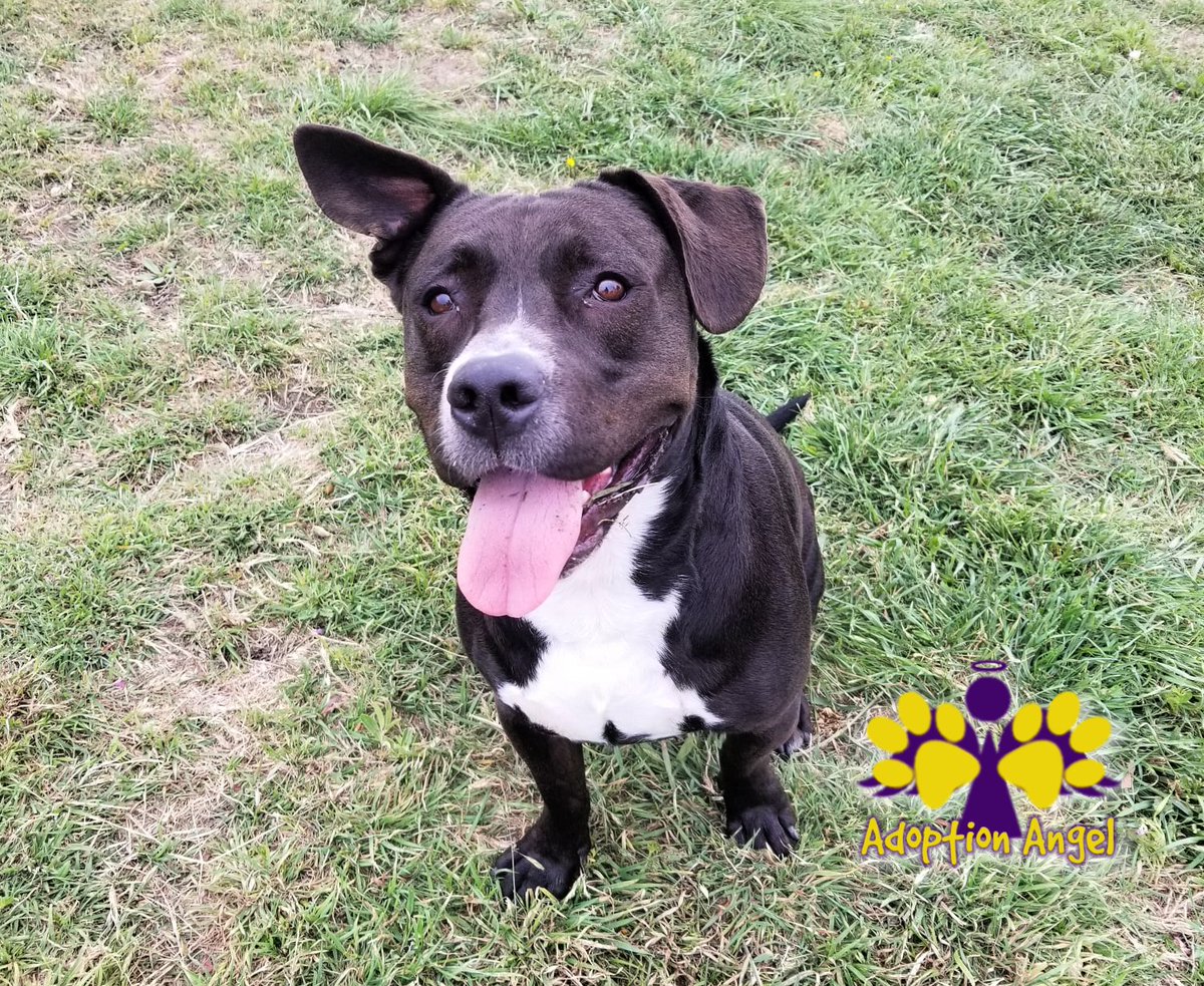 wilcopets's tweet image. Can y&apos;all guess why Buddy makes the Hokey Pokey play in our heads?

#AdoptBuddy. That&apos;s what it&apos;s all about. 

He has an #AdoptionAngel. Email adoption@wilco.org to meet him.