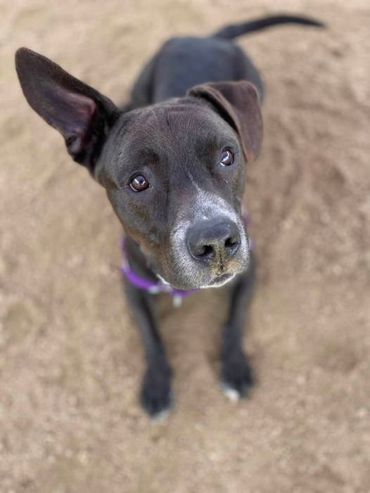 wilcopets's tweet image. Can y&apos;all guess why Buddy makes the Hokey Pokey play in our heads?

#AdoptBuddy. That&apos;s what it&apos;s all about. 

He has an #AdoptionAngel. Email adoption@wilco.org to meet him.