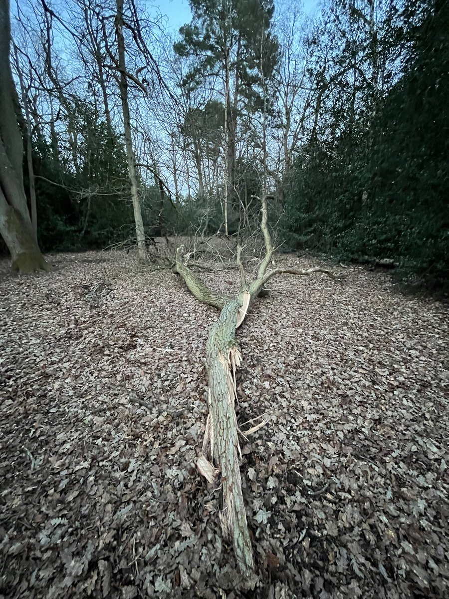 Earleywood's tweet photo. Stay safe everyone!  Luckily no buildings or activity areas damaged from the storm, but over 9 trees down.  Including this beast which is currently occupying our campfire circle!
#StormEunice #scouts https://t.co/iniGGk56hg