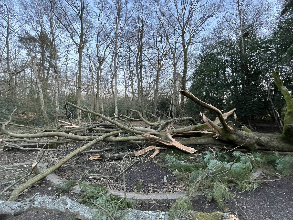 Earleywood's tweet photo. Stay safe everyone!  Luckily no buildings or activity areas damaged from the storm, but over 9 trees down.  Including this beast which is currently occupying our campfire circle!
#StormEunice #scouts https://t.co/iniGGk56hg