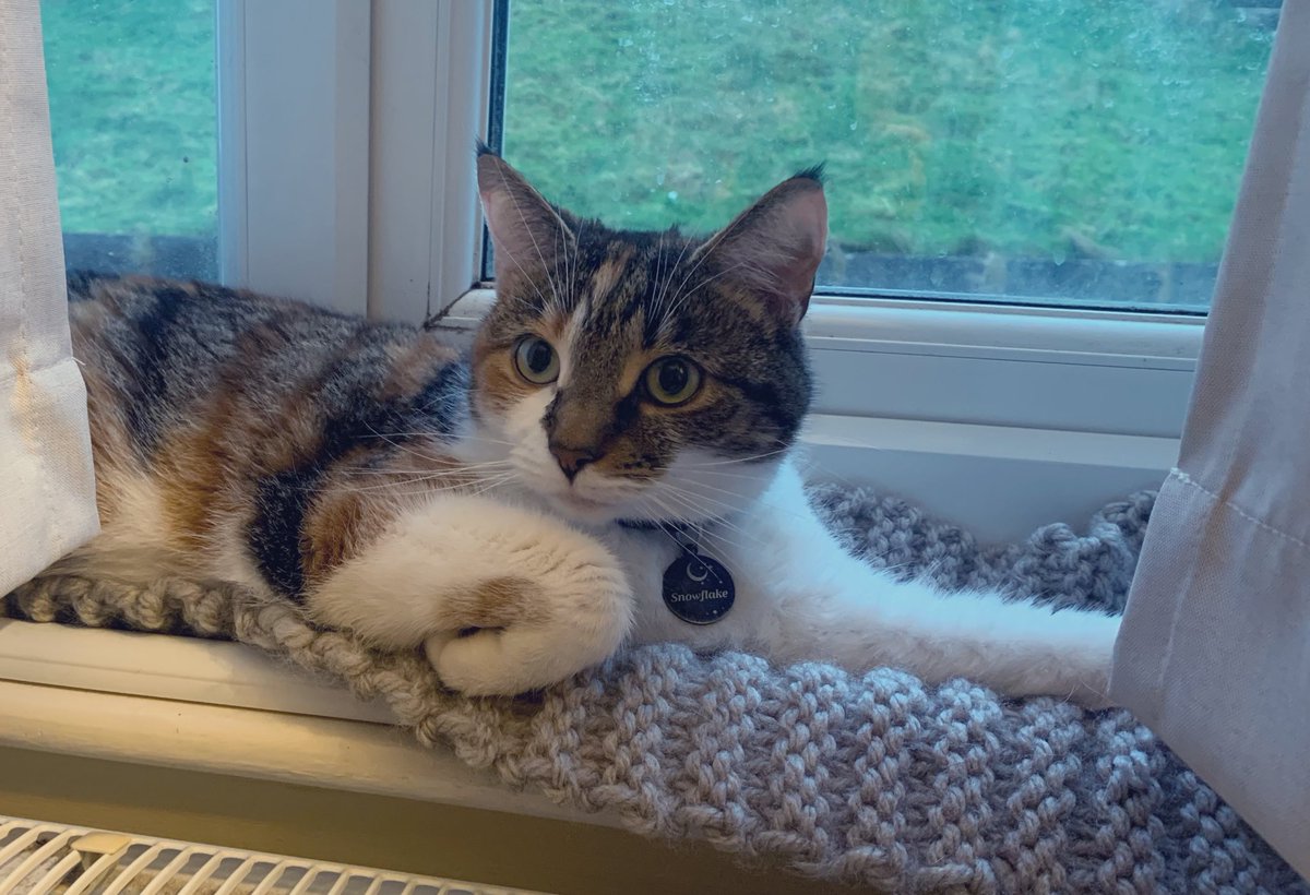 My cats sitting on the bed I knitted her this is my biggest life achievement