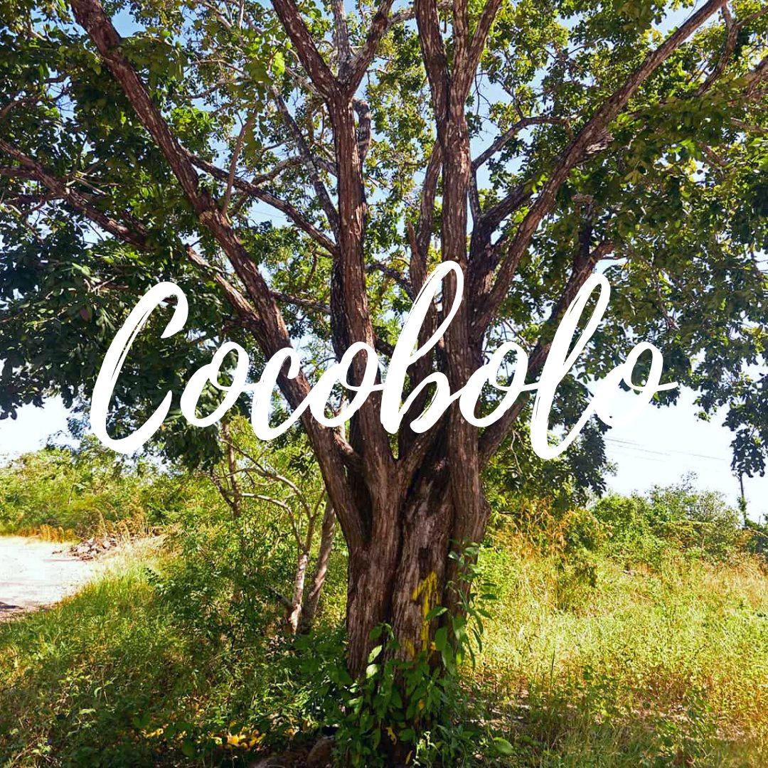 Thetreeio's tweet photo. Cocobolo is in limited supply. THE TREE is a good investment that you can even pass on to your children by inheritance.
⠀
📲 Go to https://t.co/t1JpLynGlj to learn more about THE TREE COIN
⠀
#cryptocurrency #opportunities #thetree #thetreecoin #cocobolo #token #sustainable https://t.co/osOpTU0K6x