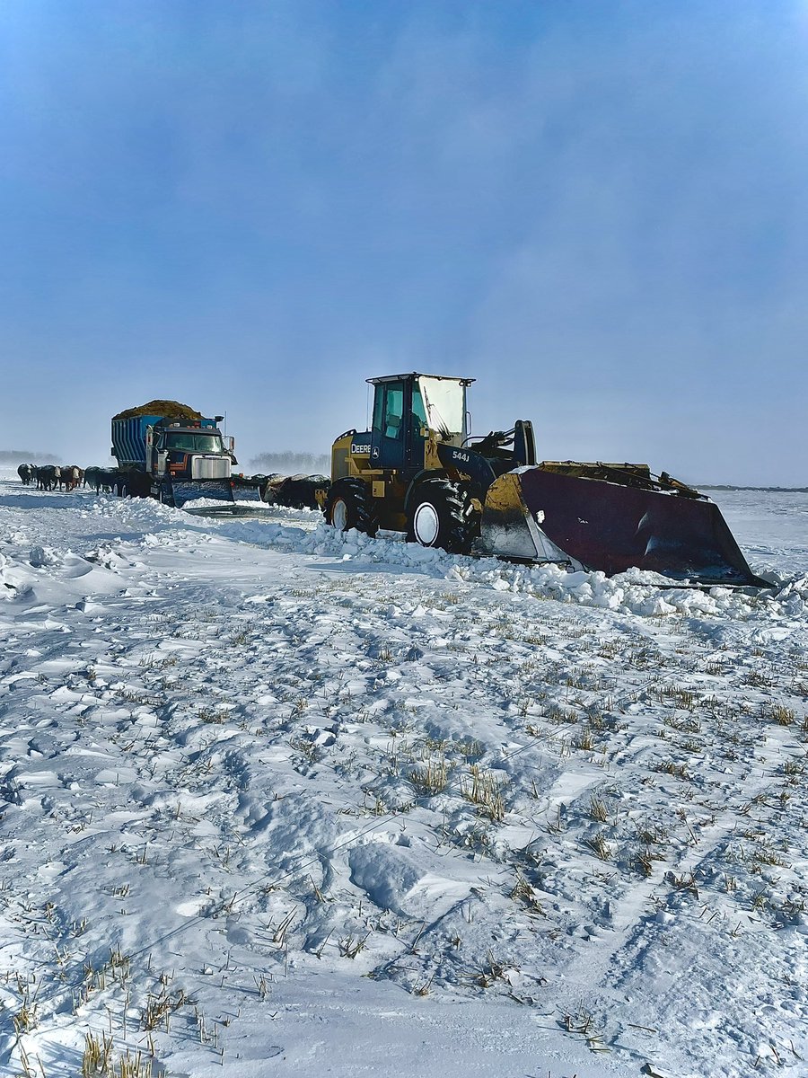 AdamThompsonT2's tweet photo. Other than the fact that the wind hasn’t stopped blowing all winter and the snow is half way up the loader in some places the cows are fairing this old fashioned winter like champs. Finding ways to make the lives of cows easier with snow moving equipment. #feeding22 #Vplow https://t.co/8LIPYh95ec