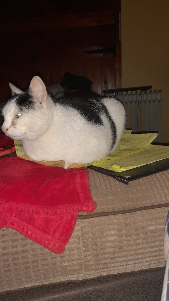 CountryClodagh's tweet photo. How am I supposed to get any work done when you're sitting on me papers TomTom 🙈😁
#cats #CatsofTwittter #getoffmystuff https://t.co/qYh3HyKNcO