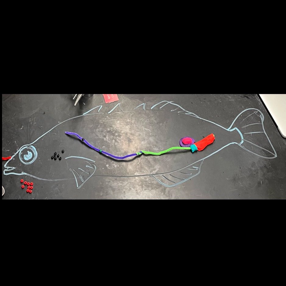 torchianator's tweet image. AP Bio worked really hard this week on gene regulation. A little HHMI Stickleback modeling was perfect for visualizing some of the concepts. Have a turtle-y awesome weekend! 🧬🐢🐟🍣 #GoKnights #KnightScience @FazioSally