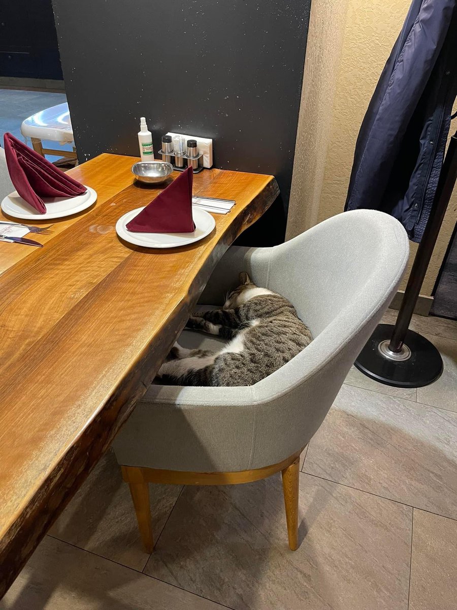 Stola yaxınlaşanda ofisiant dedi ki, rezervdir, uşaq yatır. Yan masada cütlük əyləşmişdi, yanlarında da uşaq arabası. Dedim, araba ola-ola nə əcəb uşağı qoyublar burda yatsın. Paltomu asmağa gələndə bir də baxıram ki, pişik. Demə, ofisiant «pişik yatır» deyibmiş, uşaq yox. 💚