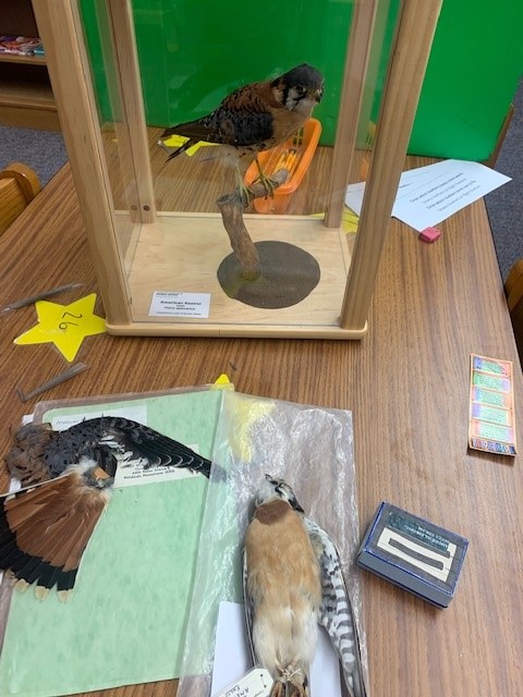 PennCambria's tweet photo. Books and birds... what a great combo! Shout out π£to the Carnegie Museum of Natural History's educational loan program and our elementary librarian, Mrs. Brooks, for providing this hands-on experience for our kiddos! #PCClassrooms https://t.co/oNMkmLNOA6