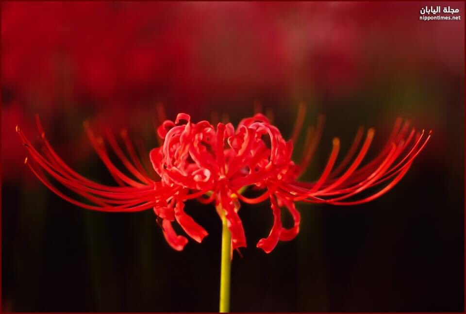 Красные цветы игры. Хиганбана ликорис. Японский цветок Хиганбана. Ликорис Паучья Лилия. Ликорис Радиата.