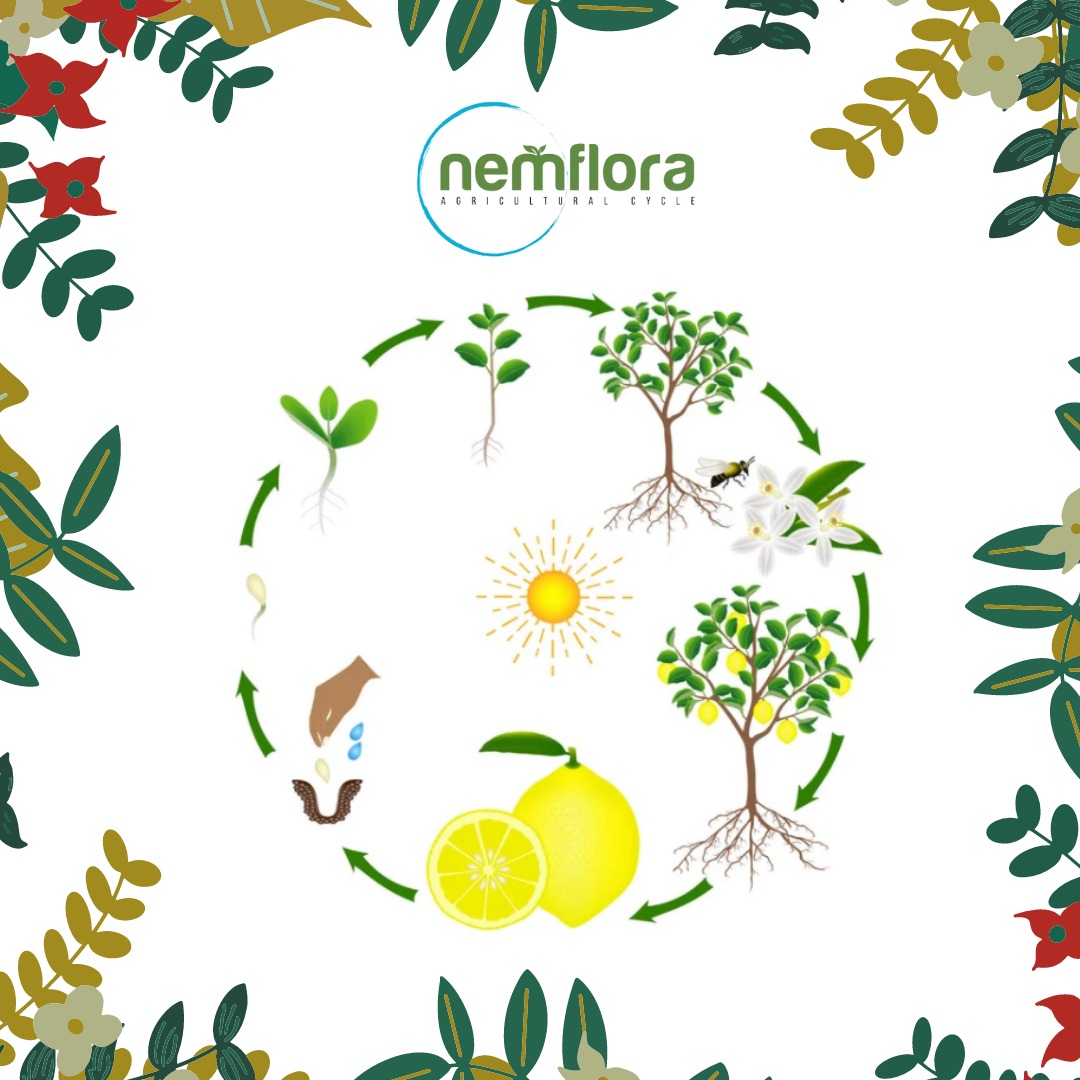 NemFlora's tweet photo. "Limon Meyvesinin Gelişim Evreleri 🍋"
.
.
.
#tarım #nemflora #topraksıztarım #dikeytarım #soillessagriculture #verticalagriculture #akıllıtarım #smartagriculture #diskeysera #greenhouse https://t.co/LgWaYCysET