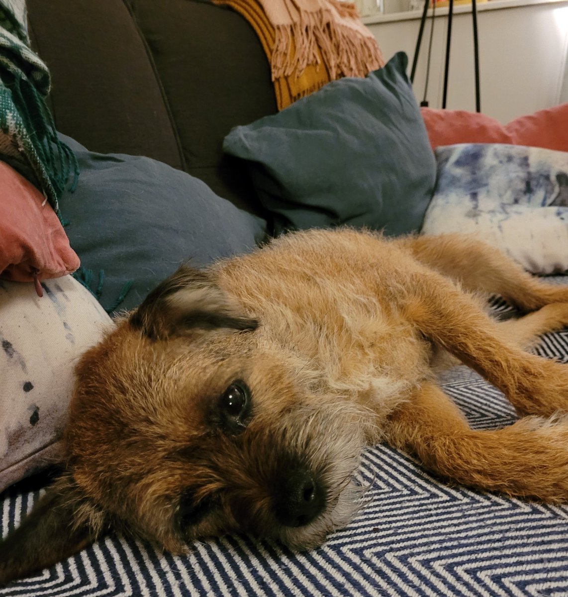 Pals!!Wowsers to all the bday love!❤Fair to say i'm partied out and now taking pride of place on the couch🐾Hdawg love🐾❤🐾
#BTposse