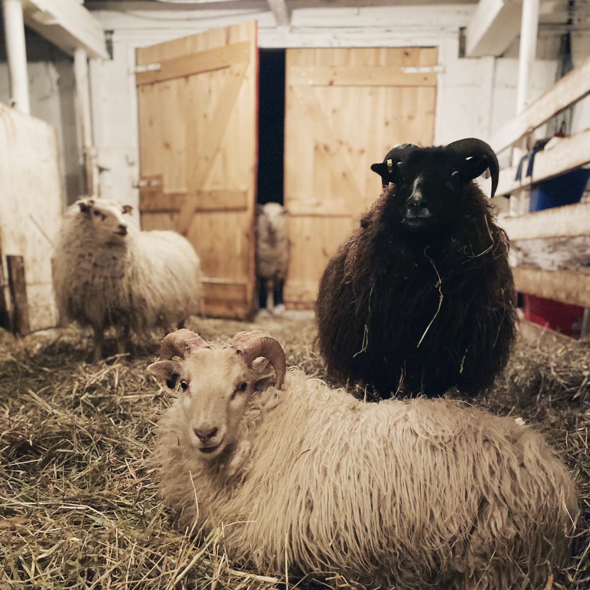 TheAbrams's tweet photo. Dad’s 60th today. Having a nostalgic farm night: bucket of KFC, Kozy Shack pudding &amp; barn chores! Everyone is settled in cozy &amp; we’re going inside to watch Braveheart. Happy B-day Dad! P.S. the ducks look like they’re having a secret meeting. They’re up to something for sure. https://t.co/XVSV6okGrU