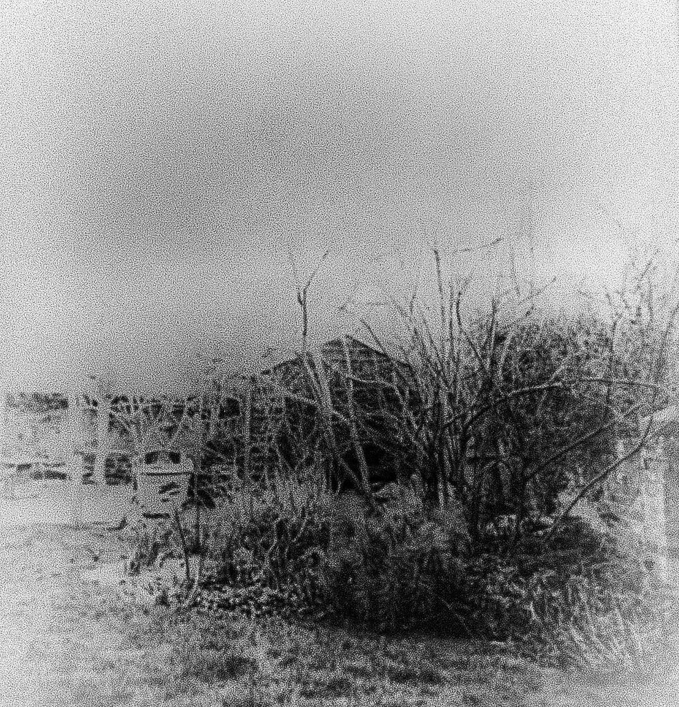 Out in the garden trying to photograph #stormeunice with a handheld analogue camera, this is all I could get…