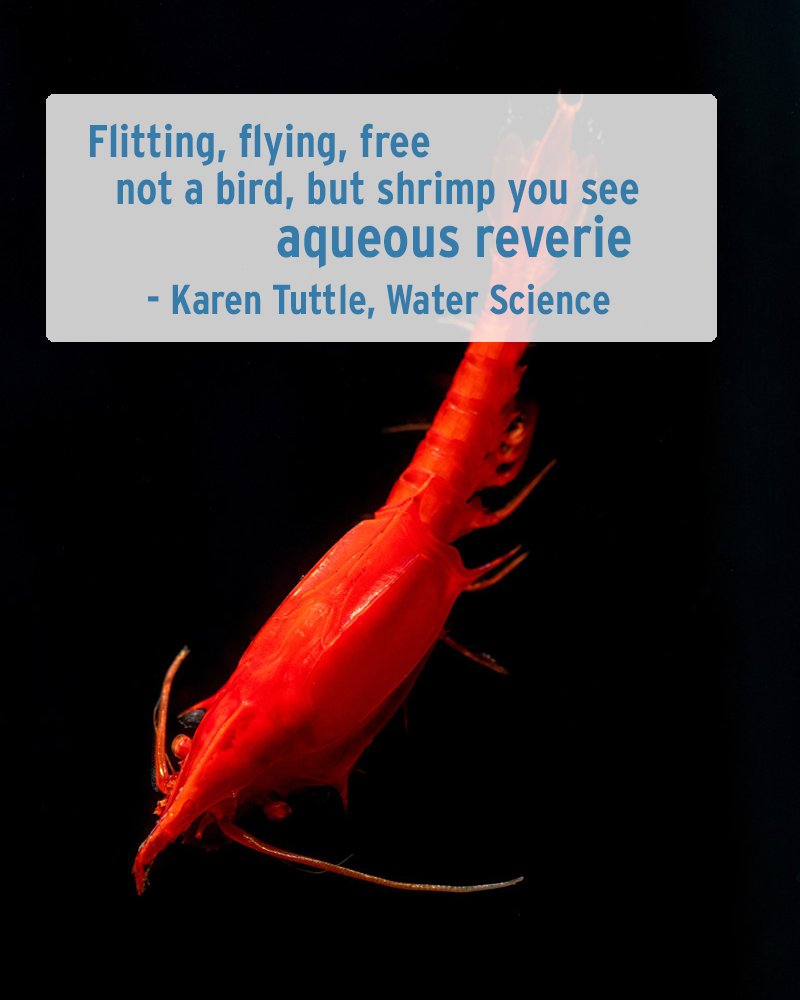 MontereyAq's tweet photo. Flitting, flying, free,
not a bird but shrimp you see,
aqueous reverie
- Karen Tuttle, Water Science
#SHROMPweek2022 #TheShrimpening🦐 https://t.co/ttPyapfGXF