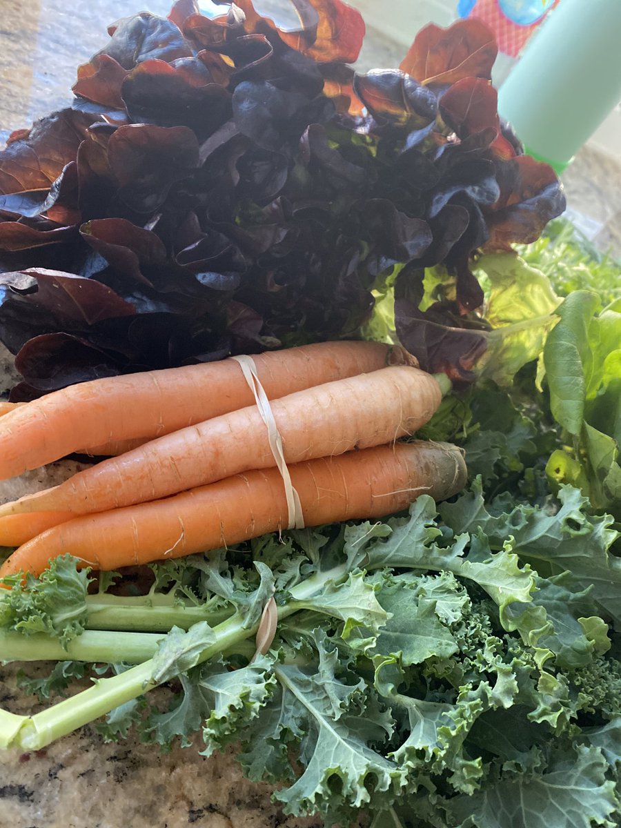 Wow! Fresh veggies from Ag… one of the best perks of my job!!! 🥕🥬 <a href="/NorcoFFA/">Norco FFA</a>