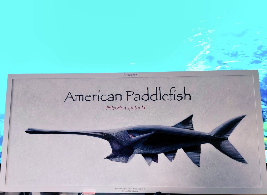 aqua_m109r's tweet image. @takahisa610 さんに、お願いしてたヘラチョウザメの油絵💕
予想以上に大きくて凄く良い感じで嬉しいです✨
大好きな魚だし何度も飼育してるけど家で飼うのは大変ですからね💦
家宝✨

#ヘラチョウザメ 
#PolyodonSpathula 
#Paddlefish