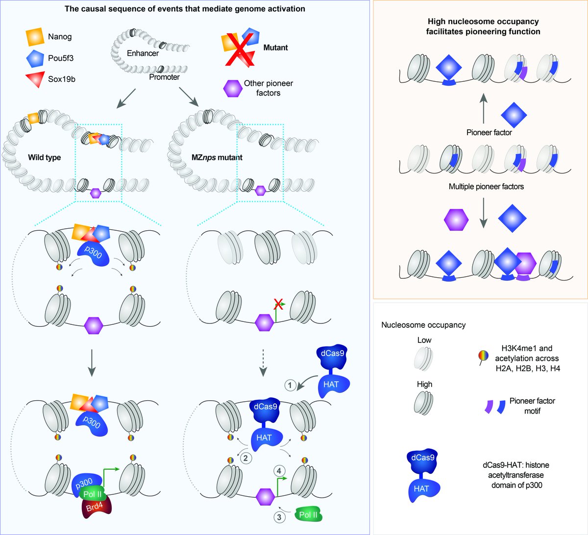 How does endogenous reprogramming take place in early development? We are excited to share what we have learned. authors.elsevier.com/c/1ecL03vVUPK7… <a href="/MolecularCell/">Molecular Cell</a>