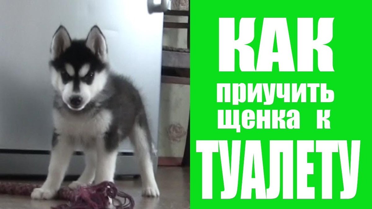 Как приучить щенка проситься. Как приучить щенка проситься. Мопс в пеленке. Приучить собаку ходить на улицу. Как отучить собаку гадить.