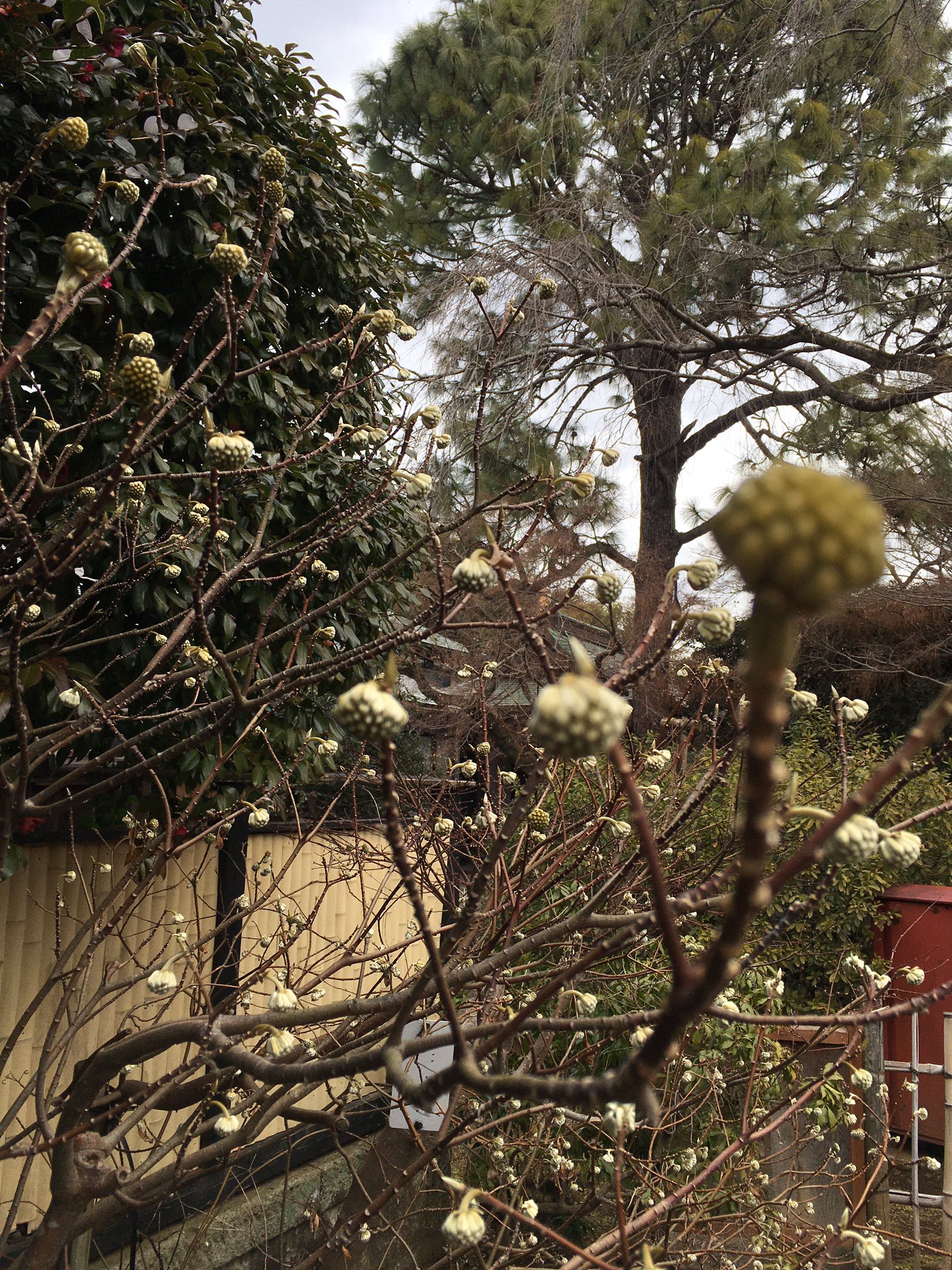 Hitomi 本土寺を散策中に見つけた花 何という名前の花なのだろう 本土寺 名前が分からない花 散策中 見つけた花 T Co Lblrjw0tfl Twitter