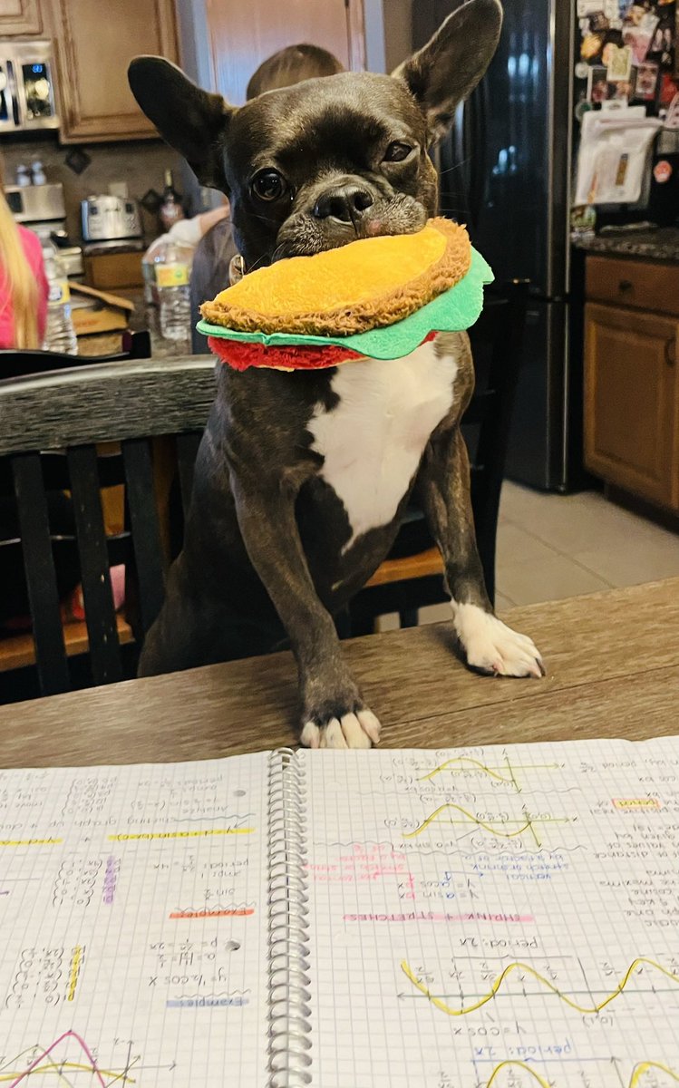 PacificoMath's tweet photo. Last week, I asked my students to submit a picture of their pet doing their homework for an assignment. Here’s the highlight reel… https://t.co/o6dyfQX3O6