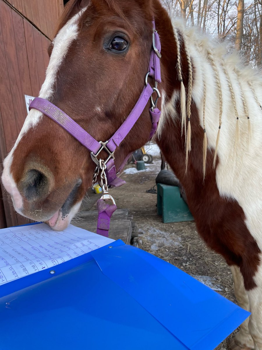 PacificoMath's tweet photo. Last week, I asked my students to submit a picture of their pet doing their homework for an assignment. Here’s the highlight reel… https://t.co/o6dyfQX3O6