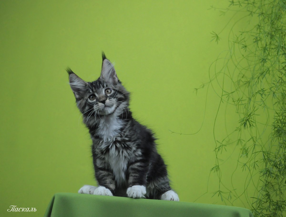megakun24's tweet photo. Котенок мейн куна Паскаль n 22 09
Родился 19.11.2021г
Отец: Megacoon Archie
Мать: Megakun Tessa

Крупный меховой парнишка. Взял от родителей все самое лучшее, папин тяжелый костяк и шикарную шерсть, а от мамы достались отличные уши правильного постава и четкий мраморный рисунок https://t.co/ZM1In2XnPm