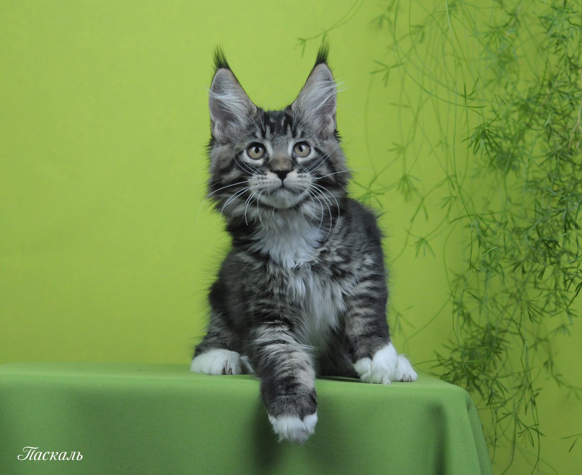 megakun24's tweet photo. Котенок мейн куна Паскаль n 22 09
Родился 19.11.2021г
Отец: Megacoon Archie
Мать: Megakun Tessa

Крупный меховой парнишка. Взял от родителей все самое лучшее, папин тяжелый костяк и шикарную шерсть, а от мамы достались отличные уши правильного постава и четкий мраморный рисунок https://t.co/ZM1In2XnPm