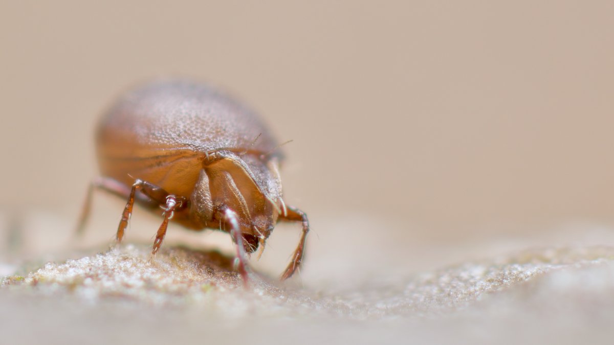 Happy Friday (Wind Is Over). Here an oribatid mite, Xenillus tegeocranus to celebrate..... #mite #oribatid #soilanimal #soillife chaosofdelight.org