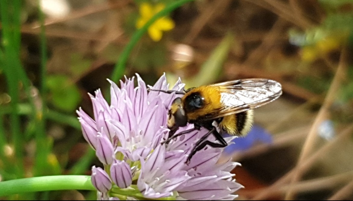 saskiacscheer's tweet photo. De kleur van vandaag #zachtroze 
#kleurindenatuur 
Leuk om zo'n gevarieerd setje te kunnen vinden, speurend naar een kleurtje 🙂
#biodiversiteit 🌸 https://t.co/KSOS1CC0BT