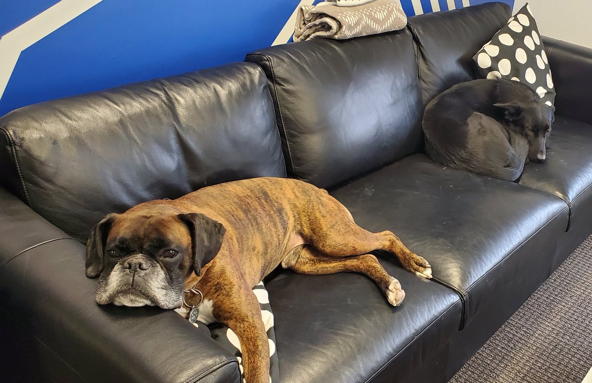 Life of an office dog is so rough eh?
#TheMARCGroup #WhereWeWork #TurtleToteBag #calgary #officedogs