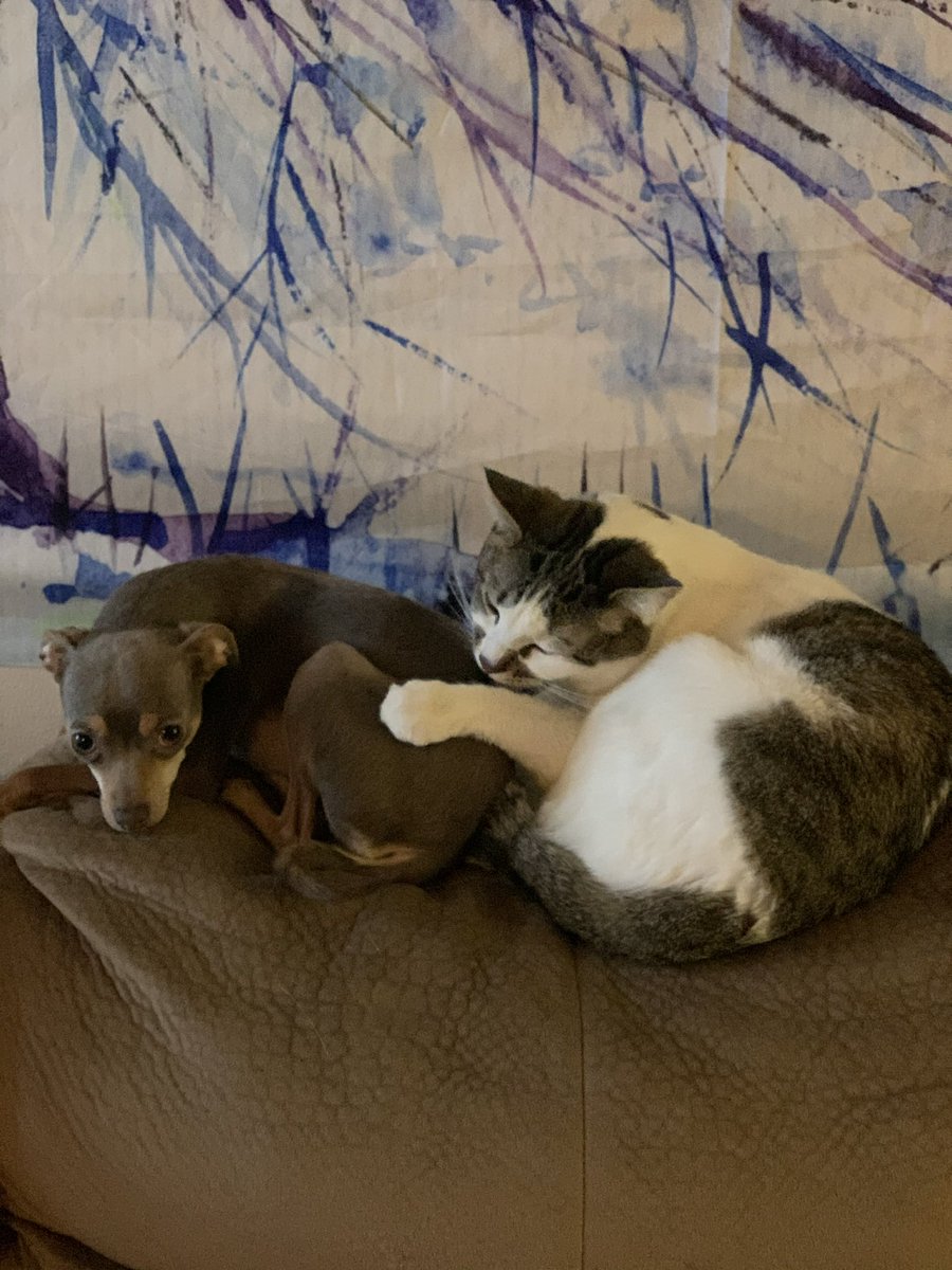 monkmasterd24's tweet photo. @DanWRackley My cat grooms my chihuahua! https://t.co/gRih85F9Ry