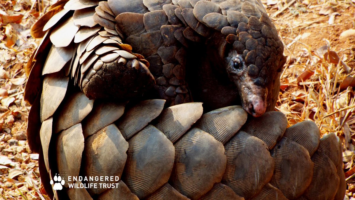 TheEWT's tweet photo. #Pangolins are also known as Lugave in Uganda. Lugave is a clan in Uganda, & people belonging to the #Lugave are expected to conserve, respect, & protect pangolins as their totem animal. It is therefore prohibited for a Lugave person to harm a pangolin. #WorldPangolinDay https://t.co/QOxv2xU08K