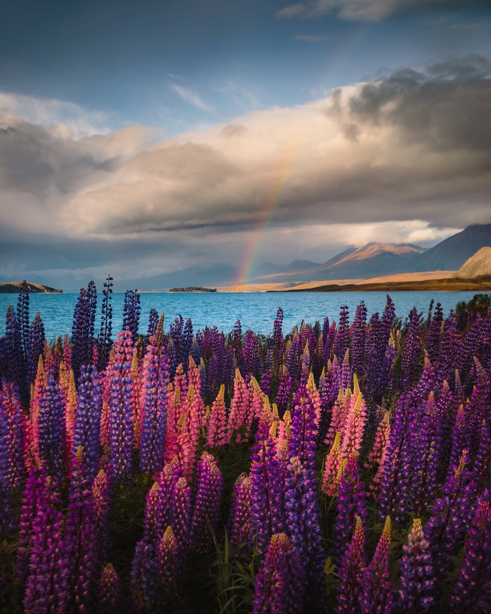 Took this photo on my first day on South Island, New Zealand 🌈🌺