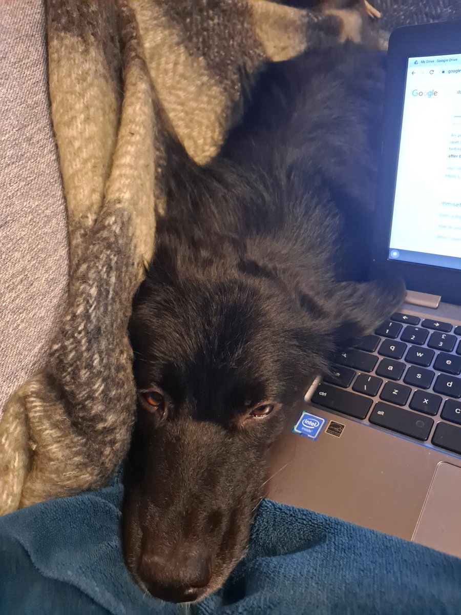 LLaaksoWriter's tweet photo. My executive assistant isn't entirely convinced by the action scene I'm writing...

#amwriting #dogsoftwitter #dogs #writerdog https://t.co/YFkznrKvGG