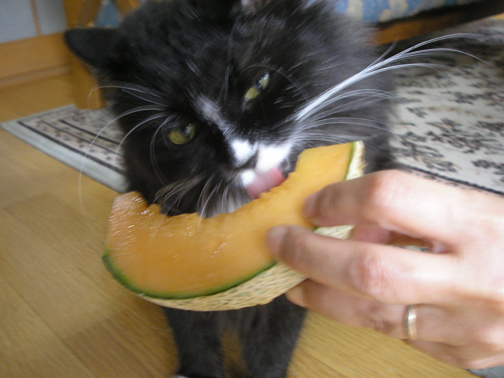 Neko3 スイカやイチゴやナシやメロン 果物ならなんでも食べたコゲちゃん 星になった猫たち T Co Pdomacyefx Twitter