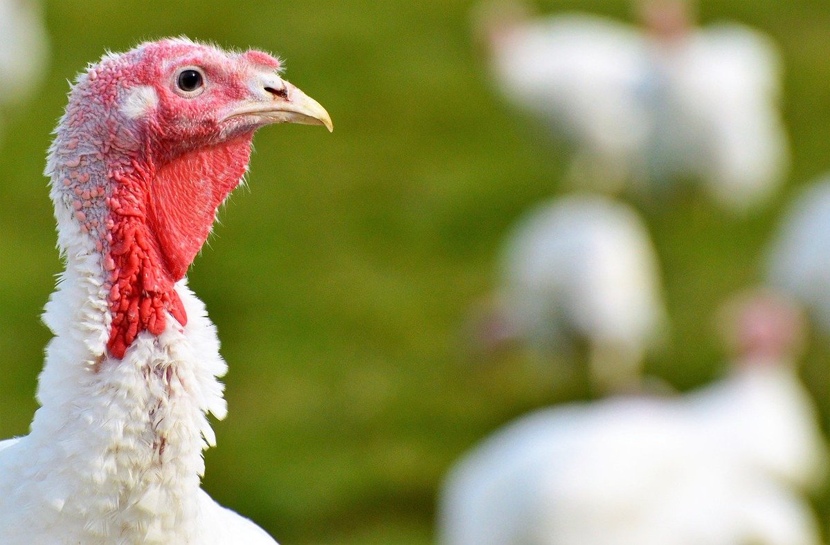 MercyForAnimals tweet picture