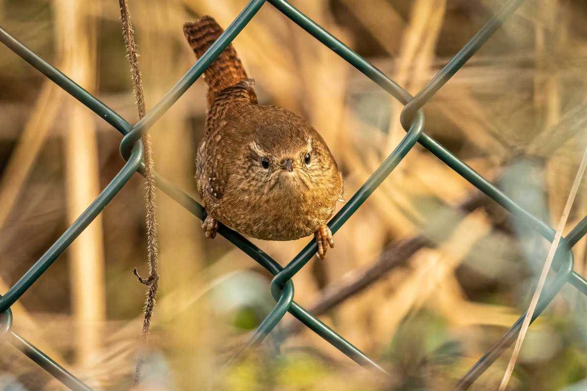 RT @Tweets_rw: 'Don't fence me in', said Jenny Wren - or was it Bob Fletcher ?
#Birds #birdwatching #birdphotography https://t.co/musDs251aj
