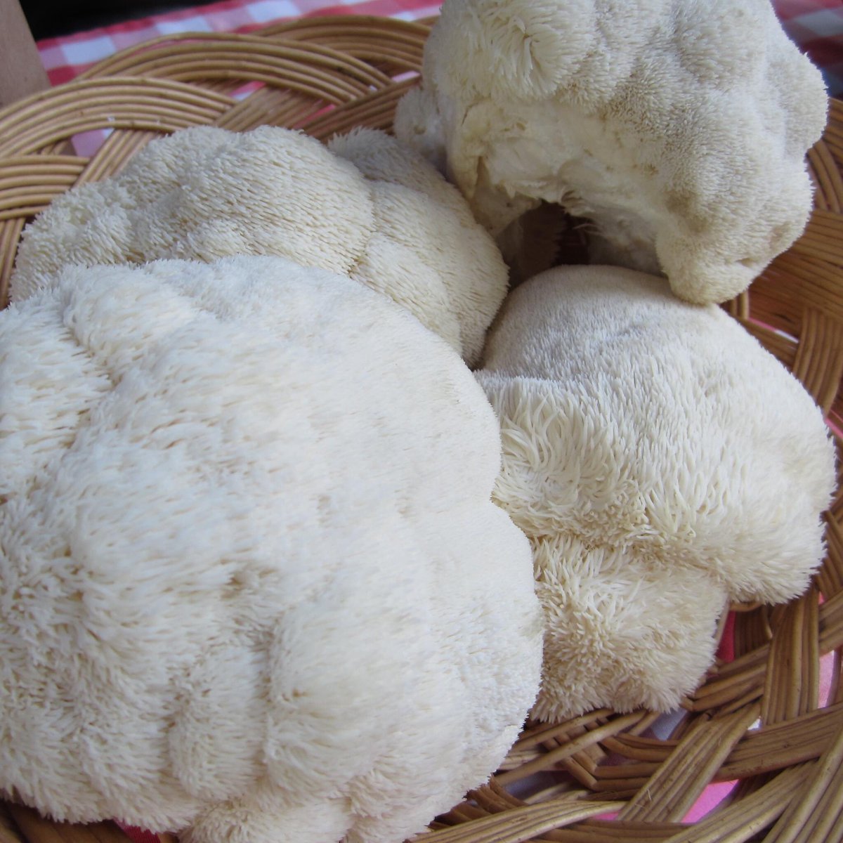 What are your favorite mushroom recipes? Have you tried lion's mane "crab" cakes? It's a convincing substitute for the real deal! Get lion's mane and other mushrooms at farmers markets and check out our recipe in this week's roundup of what's fresh on fromhere.org.
