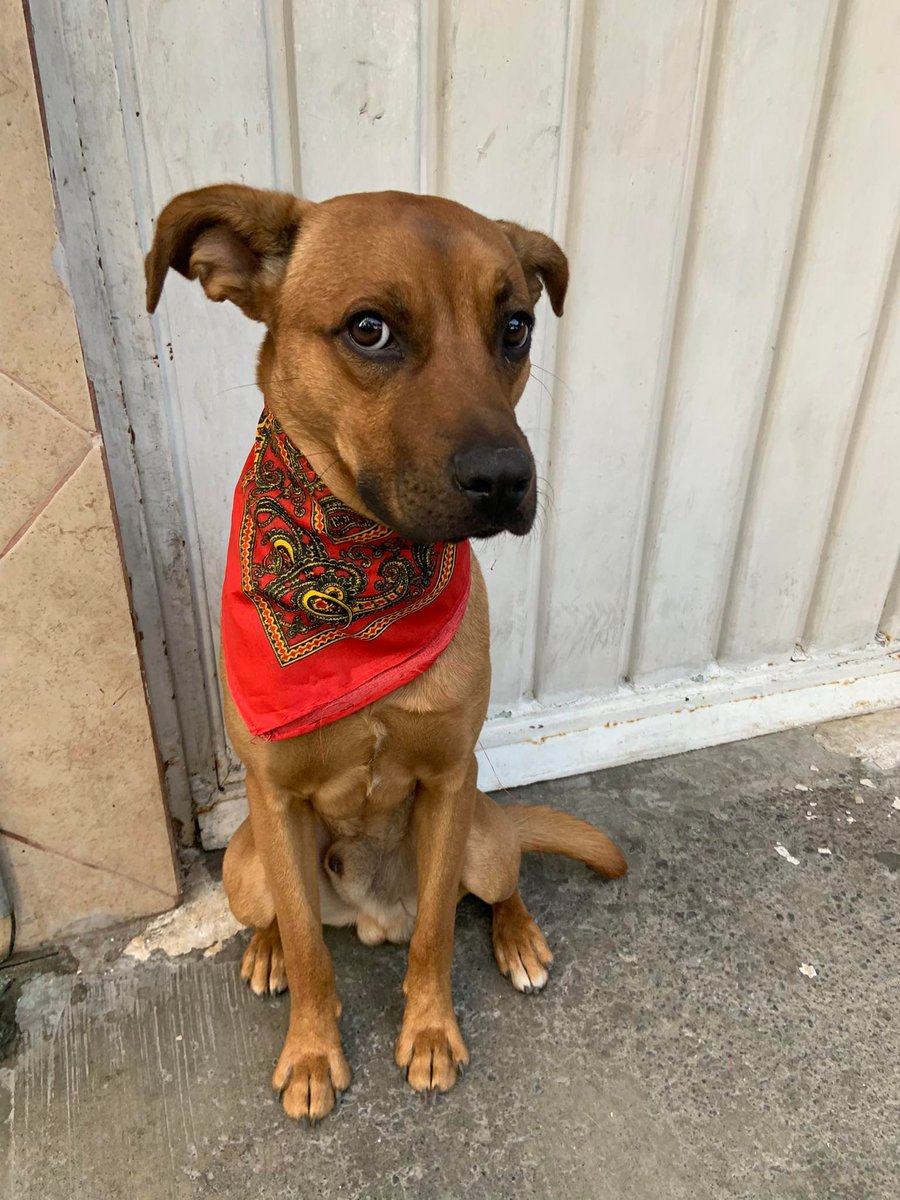 VIBRAmascotas's tweet photo. Seguimos sin hogar temporal para este cachorro, aún nadie le ofrecer compartir un pedacito de su hogar, ¿te animas? <3 
Perrito talla peq.-mediana, necesita una oportunidad, cualquier pedacito puede funcionar, necesitamos resguardarlo. https://t.co/00fFKwENYa