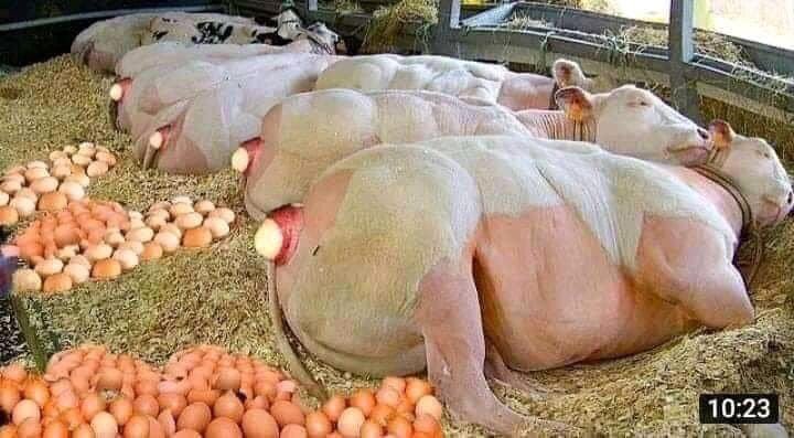 Luckyhaiti99's tweet photo. 🛑La Chine plante des organes de poulet chez d'autres animaux pour une production d'oeuf plus rapide. https://t.co/NDLSrBysRp