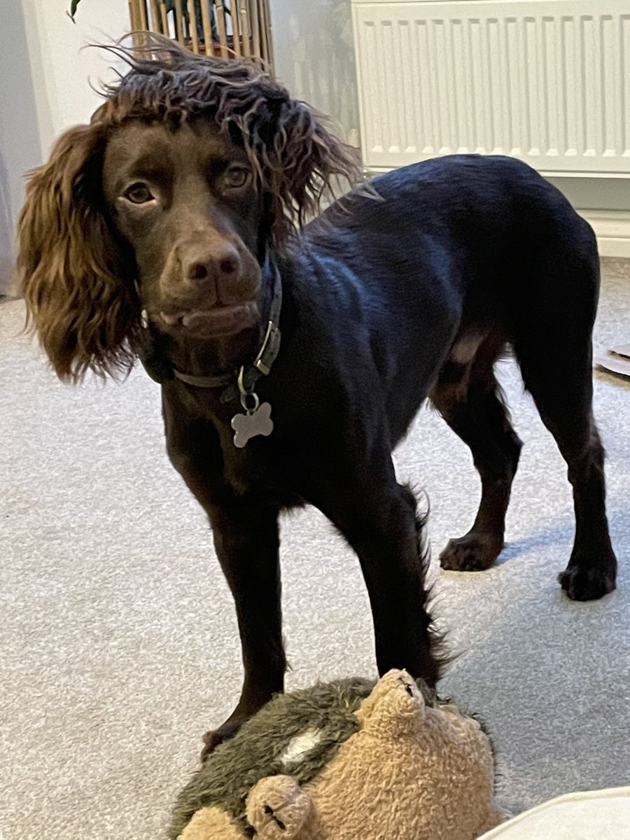 What … You don’t like my new hair style?! I think ear on top of the head is a great new look for me 🐶🤣🙈 #DogsofTwittter #spaniel #dogs
