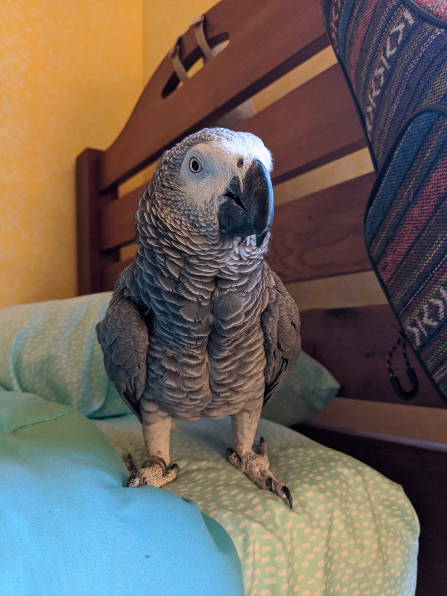 RipleyParrot's tweet photo. Ripley: take a picture
Human: Okay https://t.co/TqrsQqCEO8
