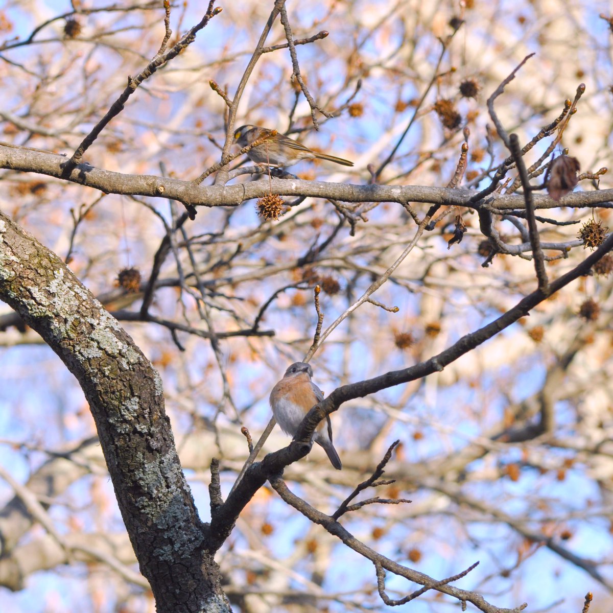 NCBotGarden's tweet photo. We're excited to be a part of Science Across North Carolina's #NCBirdCount, happening today through Monday 2/21!
Learn how to participate: https://t.co/OXbFGJ645w
📷: Bluebird and white-throated sparrow at Coker Arboretum. https://t.co/fiSyzeTrzH